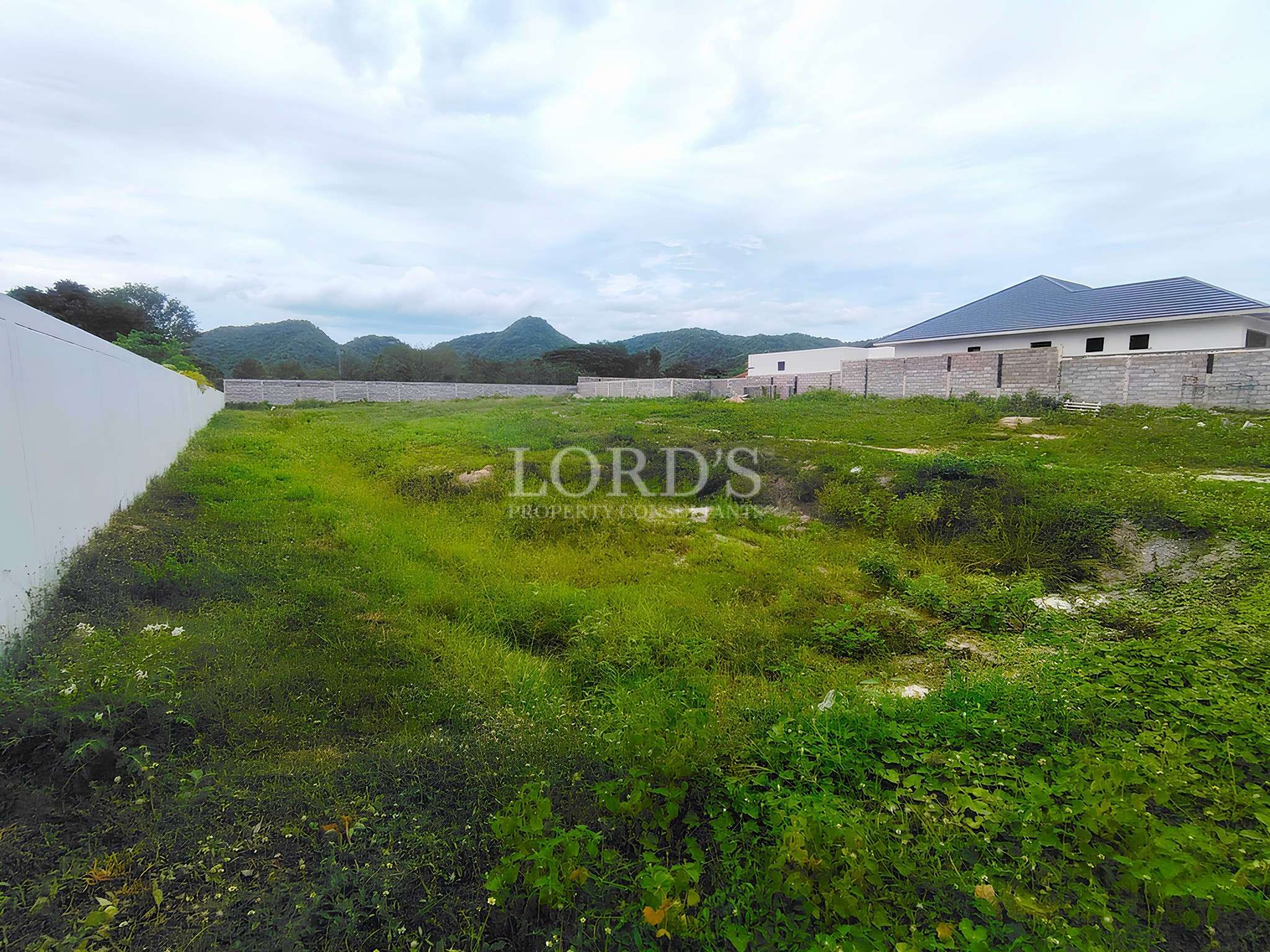Vacant lot with overgrown grass