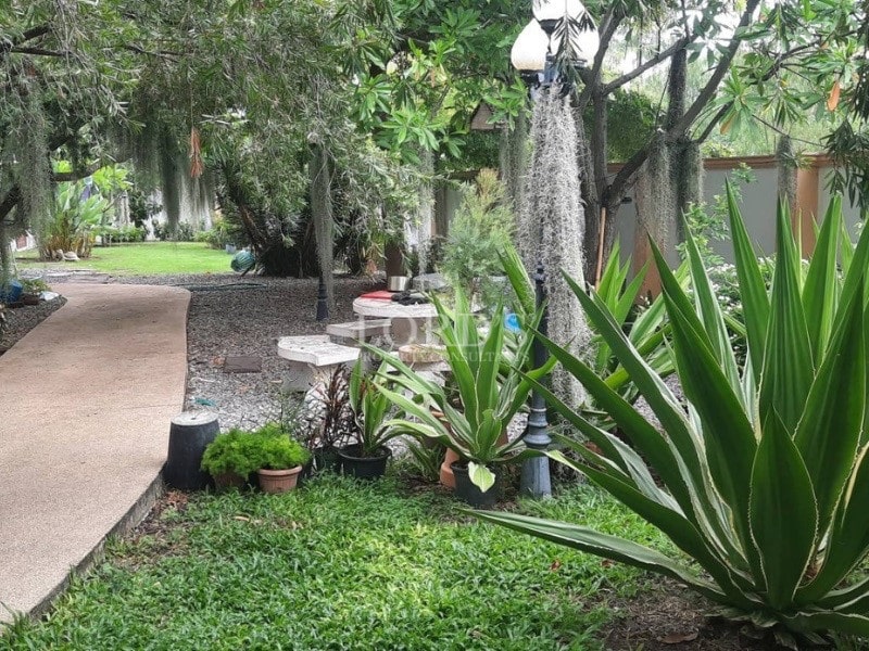 Tropical garden pathway with lush greenery, hanging moss, and landscaped plants.